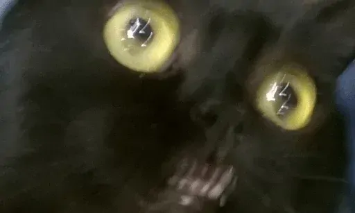глаза кота
