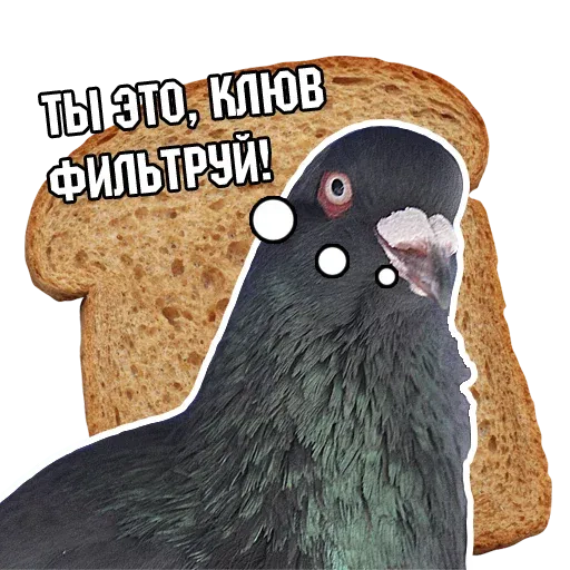 stickerset for telegram "Pigeon and philosophy" 😒