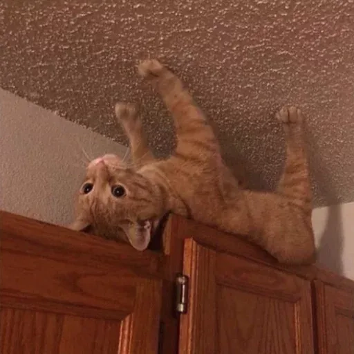 кошка на потолке