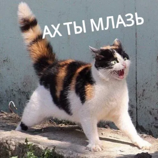 stickerset for telegram "Cat Tsmok" 😡