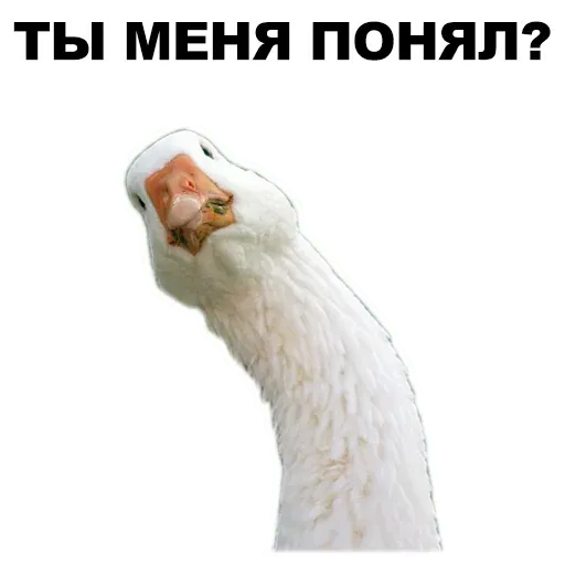 stickerset for telegram "Животные @eeZee_stickers" 👀