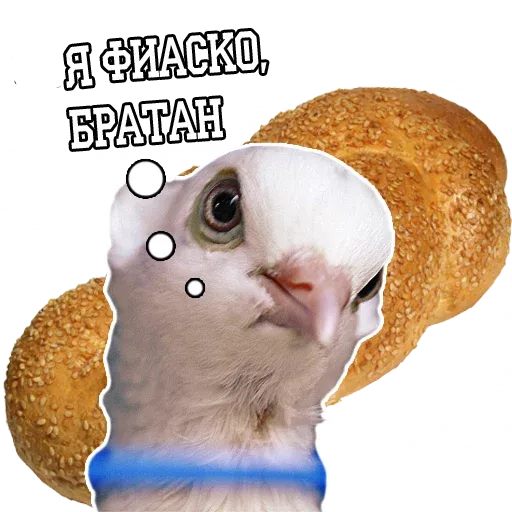 stickerset for telegram "Pigeon and philosophy" 😵