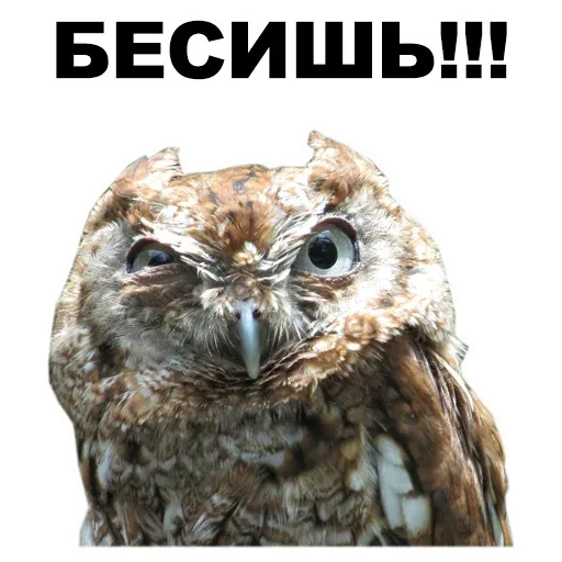 stickerset for telegram "Животные @eeZee_stickers" 😡