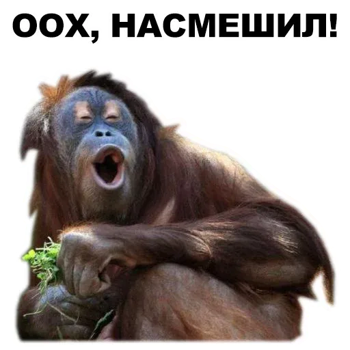 stickerset for telegram "Животные @eeZee_stickers" 😅