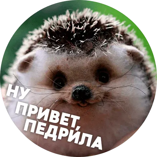 stickerset for telegram "Stoned hedgehogs" ☺️