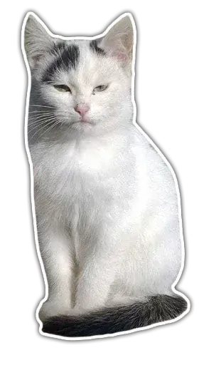 stickerset for telegram "Kittens | @etozhechat" 😑