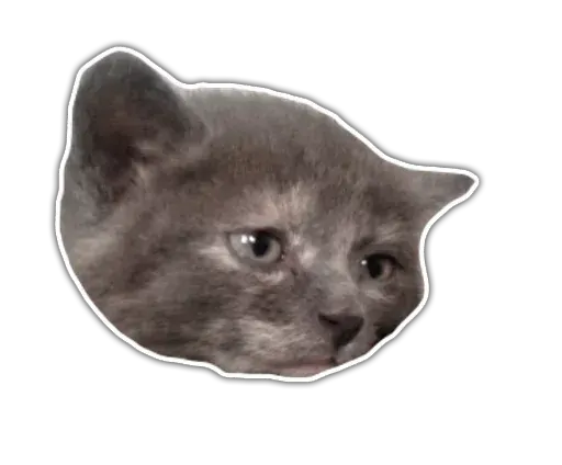 stickerset for telegram "Kittens | @etozhechat" 😔