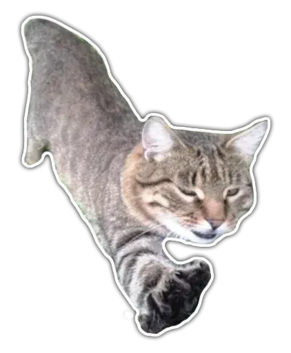 stickerset for telegram "Kittens | @etozhechat" ✋