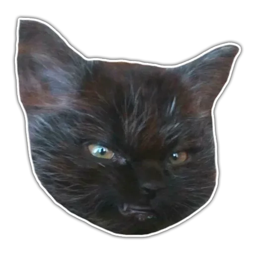stickerset for telegram "Kittens | @etozhechat" 😠