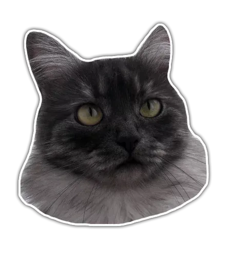 stickerset for telegram "Kittens | @etozhechat" 😒