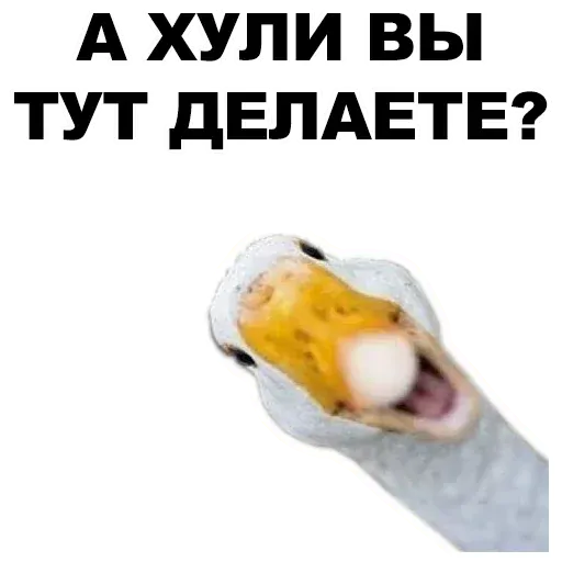 stickerset for telegram "Животные @eeZee_stickers" 😮