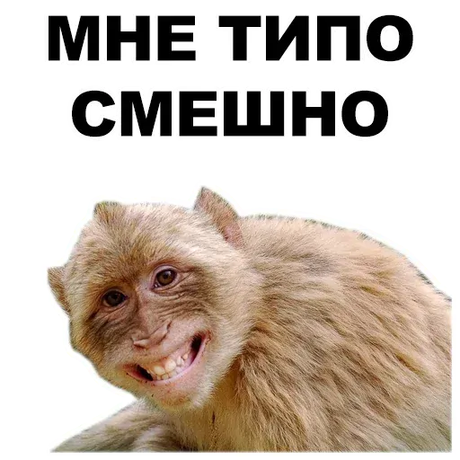 stickerset for telegram "Животные @eeZee_stickers" 😁
